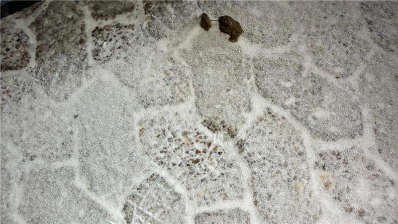 Fuß- und Kotspuren auf dem Parkplatz vor einem der Autos.