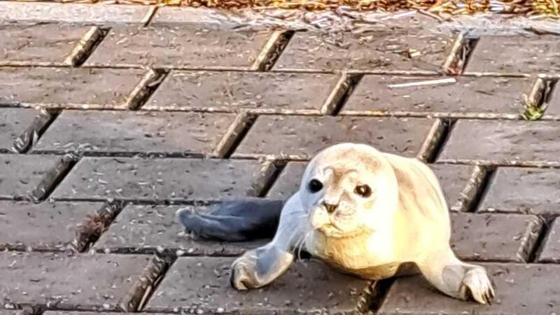 Seehundbaby Fussel: Warum wir schuld an diesen Schicksalen sind Fussel als er am Weserdeich gefunden wurde.