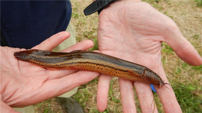 Voller Leben - aber in Gefahr: Die Gewässer im Landkreis Stade Gabriele Stiller zeigt einen Schlammpeitzger aus der Lühe. Dieser Fisch steht auf der Roten Liste und wird auch Furzgrundel genannt: Über dem Wasser schnappt er nach Luft, extrahiert daraus in seinem Dünndarm Sauerstoff und lässt den Rest durch den Anus entweichen.