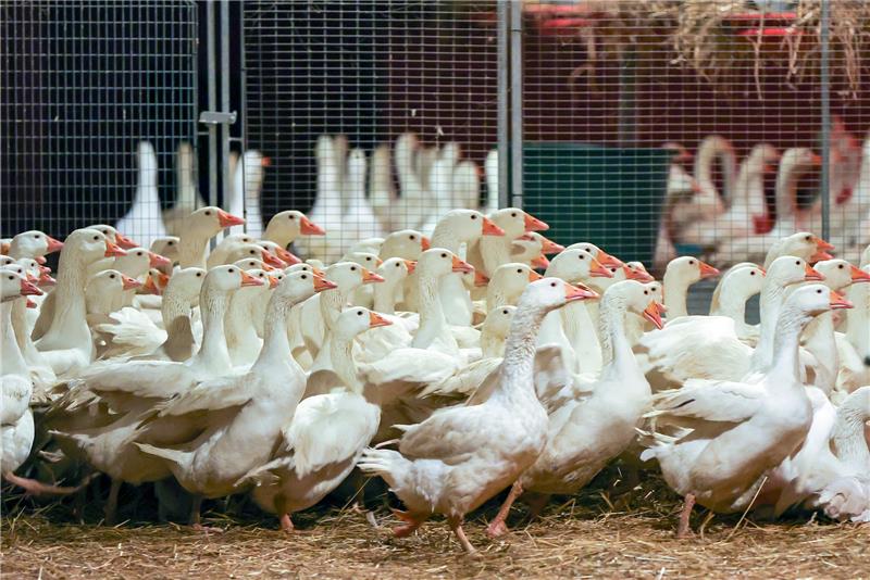 Geflügelzüchter: Weihnachtsgans war noch nie so in Gefahr Gänse-Bestände mussten im Zuge der Vogelgrippe-Welle getötet werden. Foto: dpa-Zentralbild
