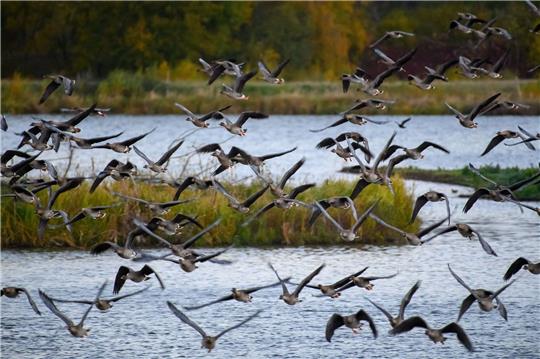 Gänse brechen von einem See im Drömling auf.