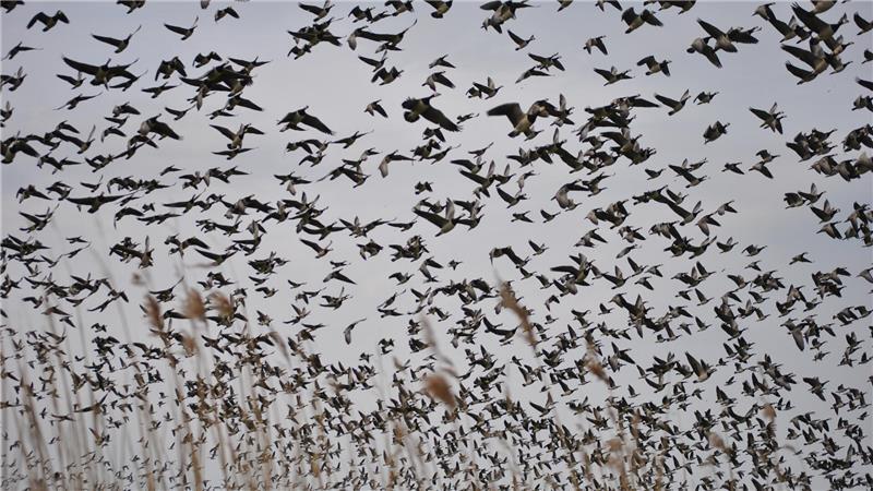 Seuchenschutz: Wie Betriebe aus der Region mit der Vogelgrippe umgehen Gänse im Nordkehdinger Außendeich.