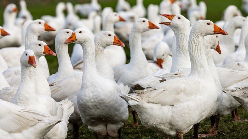 Gänse laufen auf einer Wiese.