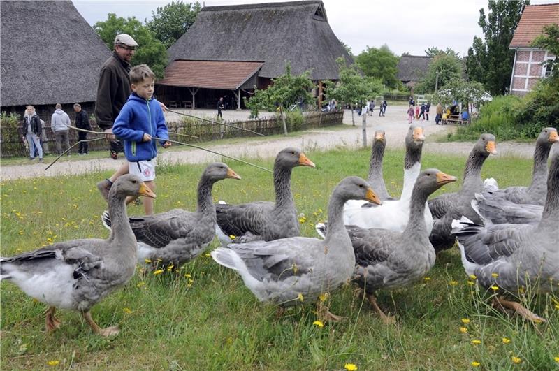 Gänse treiben wie in alten Zeiten: Auf dem Gelände des Freilichtmuseums am Kiekeberg werden mit dem Ferienspaß Kinderträume wahr. Foto: FMAK