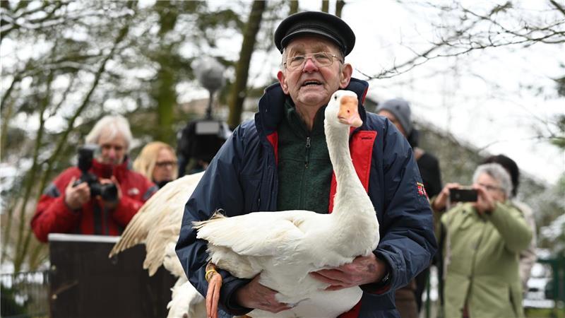 Gänsehalter Ludwig Smidt gibt seine drei verbliebenen Gänse persönlich im Tierpark ab.