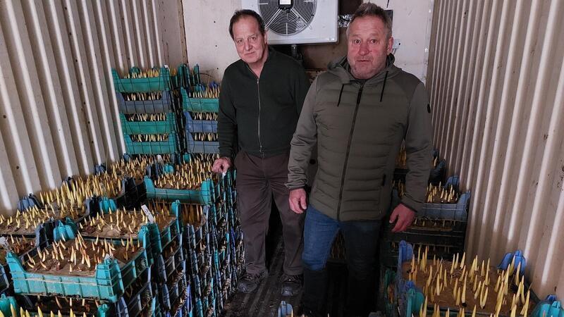 Uwe Ablaß kämpft mit seinen Tulpen gegen Supermarkt-Schnäppchen Gärtnermeister Uwe Ablaß (links) präsentiert im Kühlcontainer Debstedts Ortbürgermeister Bernd Krüger seine Arbeit aus dem Herbst. Jetzt werden die Tulpen wöchentlich geerntet.