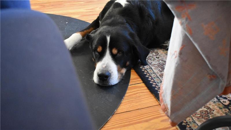 Berner Sennenhund Helene liegt auf dem Boden und schaut in die Kamera.
