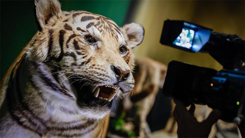 Von Kultkatzen bis Samtpfoten – Ein „Catwalk“ durchs Museum Gäste können den Wildkatzen ganz nahe kommen.