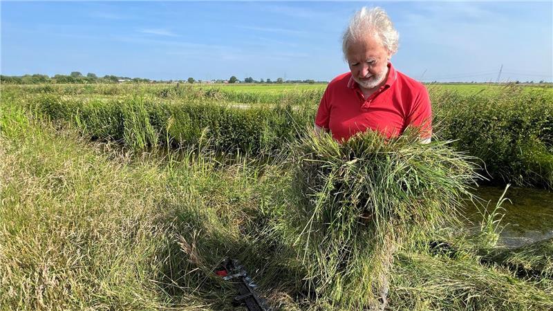 Naturschutz: Spezialmäher hackt Insekten nicht mehr den Kopf ab Galloway-Züchter Wilhelm Braack prüft das Gras nach dem tierfreundlichen Mähen mit dem Doppelmesser-Mähwerk.