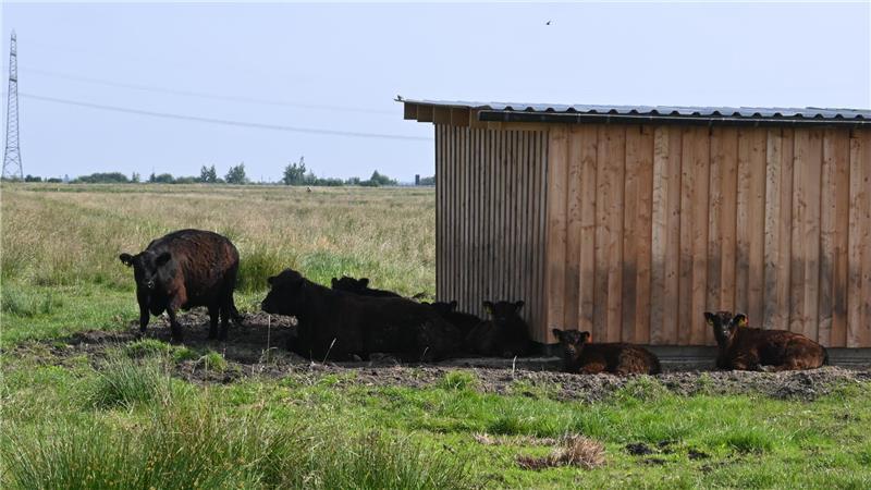 Naturschutz: Spezialmäher hackt Insekten nicht mehr den Kopf ab Galloways suchen Schatten am Unterstand.