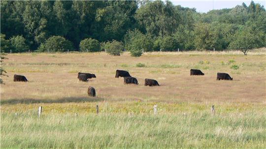 Galloways weiden in Ottenbeck.