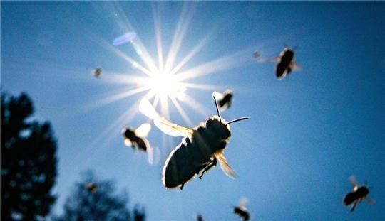Gartenbesitzer können viel tun, damit Bienen bei ihnen landen und ihre Pflanzen bestäuben. Foto: Rumpenhorst/dpa