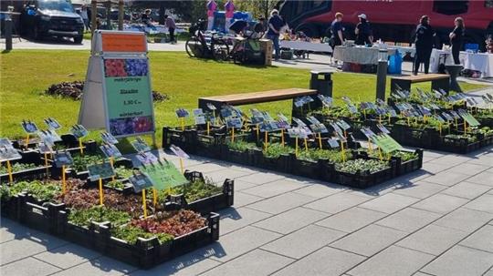 Gartenfreunde und Schnäppchenjäger kommen beim Stauden- und Flohmarkt auf ihre Kosten.