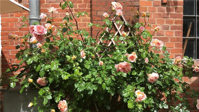 Wohlfühlort mit Schnickschnack im nördlichsten Kreis-Stade-Zipfel Gartenpracht mit englischen Rosen.