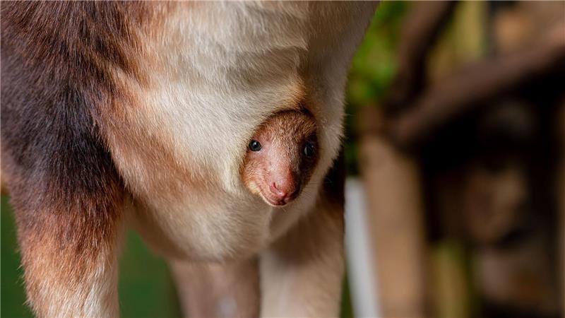 Geboren wurde das Tierchen schon vor einigen Monaten, aus dem Beutel gewagt hat sich das kleine Känguru jedoch erst jetzt. 
