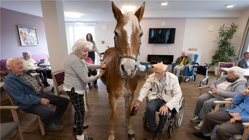 Kommt ein Pferd in den Speisesaal - Stute besucht Pflegeheim Geduldig lässt sich die Haflinger-Stute striegeln.