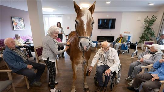 Geduldig lässt sich die Haflinger-Stute striegeln. 