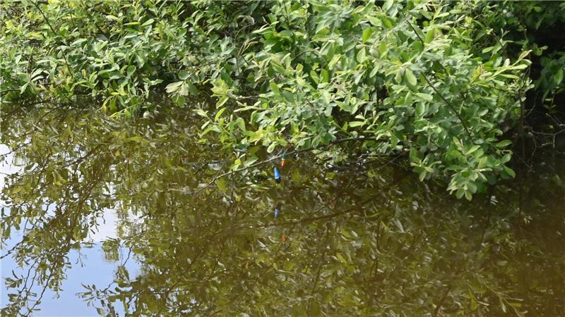 Hier sperrt der Deichverband illegale Angler aus Gefährlich: Angelhaken und -schnüre hängen in der Uferböschung.
