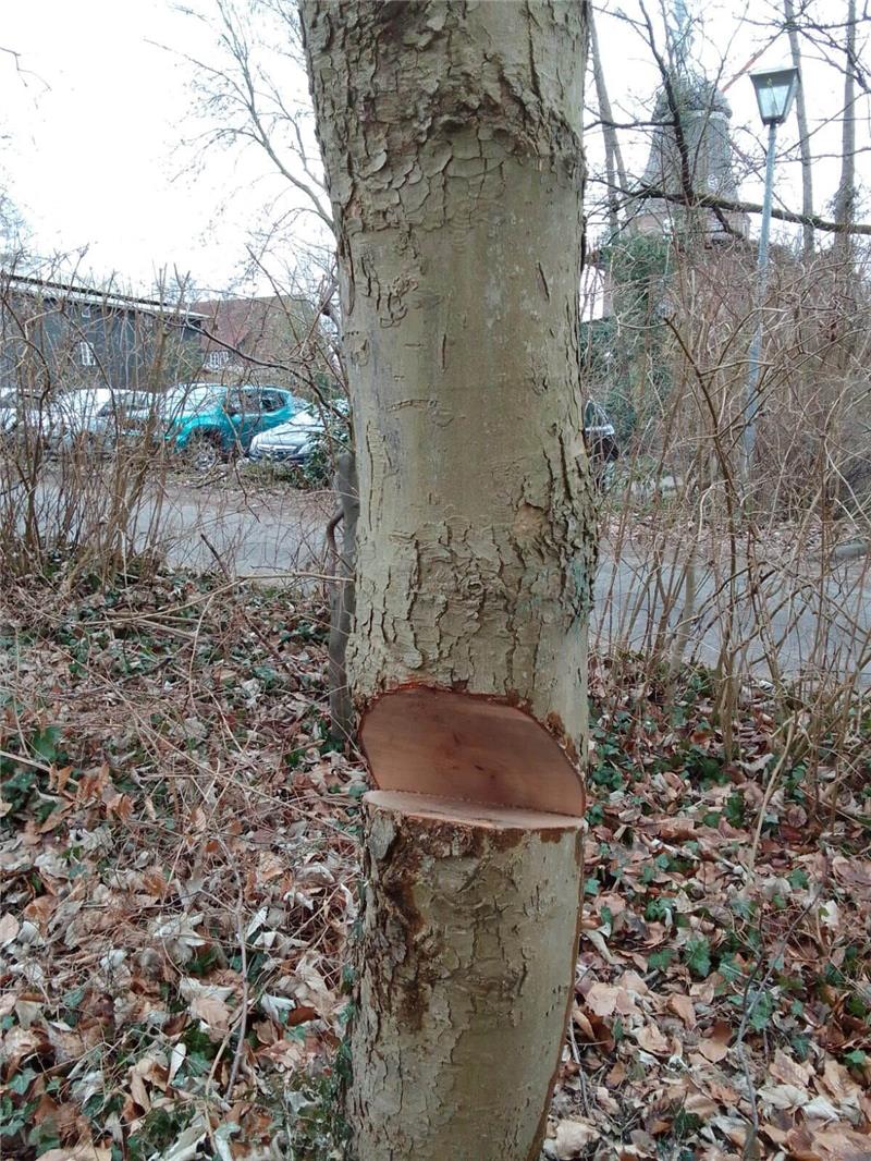 Gefährlich: Bei starkem Wind wären die angesägten Buchen umgekippt. Foto: Polizei