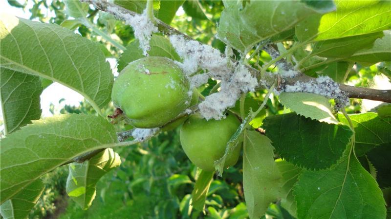 Pflanzenschutzmittel fehlt: Obstbau ist Blutlaus schutzlos ausgeliefert Gefährlicher Sauger: Das Foto zeigt einen stärkeren Blutlausbefall in einer Obstplantage im Alten Land.