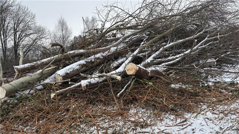 Gefällte Bäume in Höhe des Wendehammers in der Philipp-Reis-Straße.