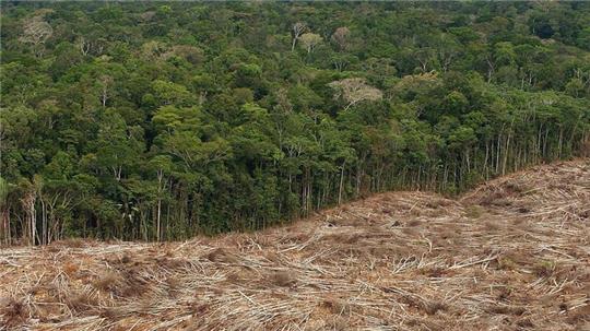 Gefällte Bäume liegen am Rande des Urwaldes in der Amazonasregion in Brasilien.