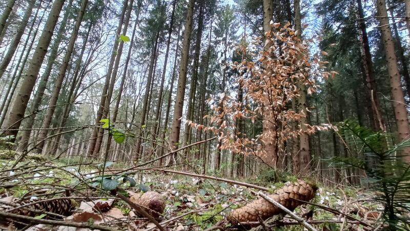 Trockenheit im Kreis Stade: Forst, Landwirtschaft und Allergiker leiden Gefahr droht bei Funkenflug oder Zigarettenkippen: trockenes Laub aus dem Vorjahr, trockener Boden und trockene Gräser im Rüstjer Forst.