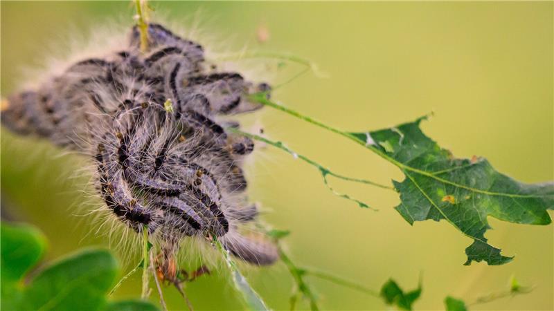 Gefahr für Hunde: Fühlen die Raupen des Eichenprozessionsspinners sich bedroht, werfen sie ihre Brennhaare ab.
