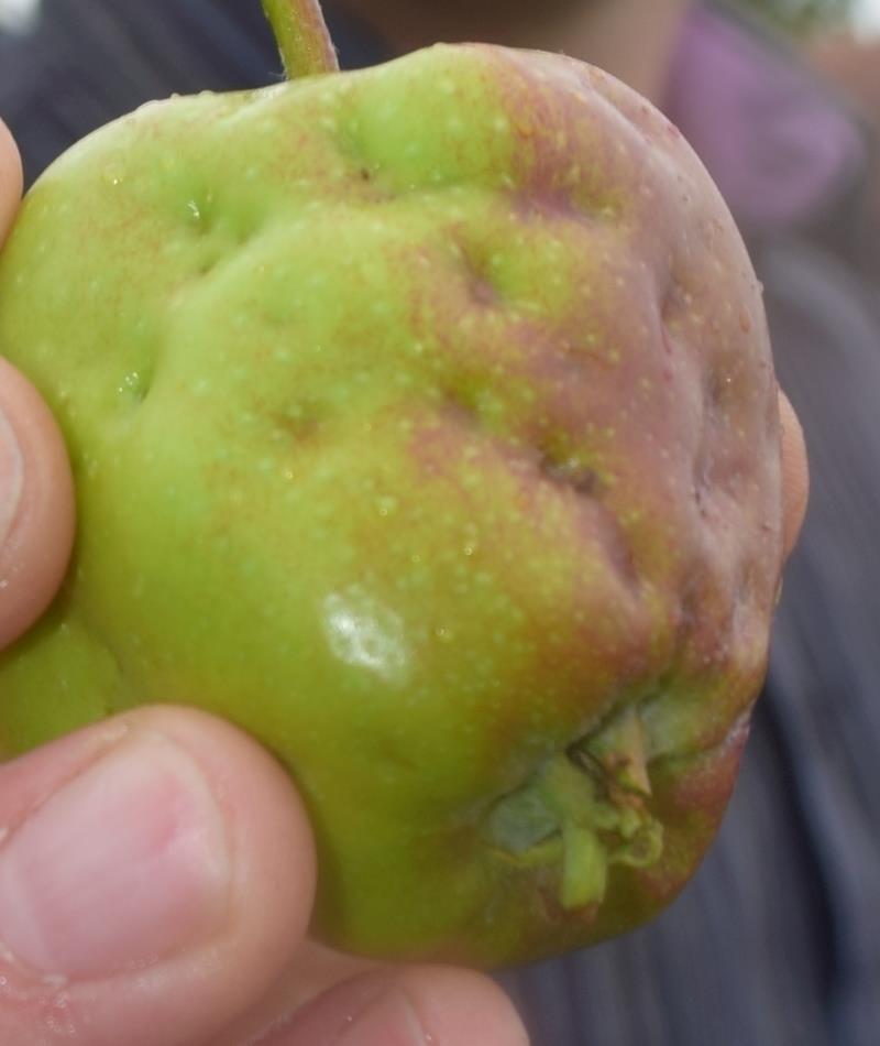 Gefahr für den Obstbau. Foto Vasel