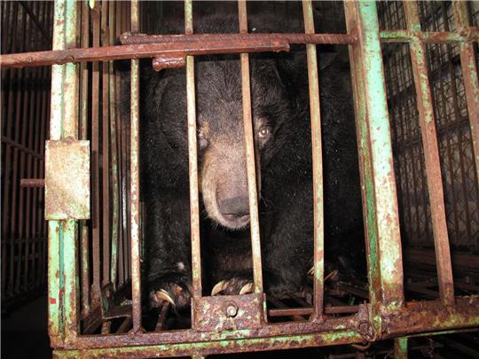 Gefangen: Ein asiatischer Schwarzbär in einem engen Metallkäfig auf einer Bärengallefarm.