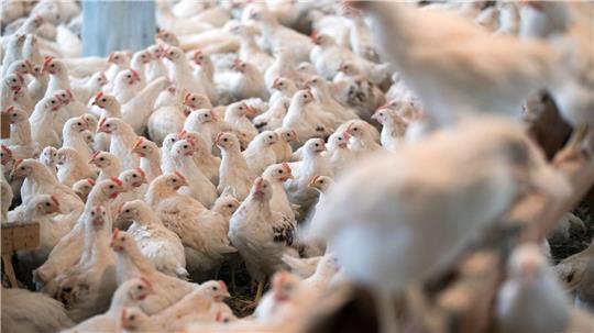 Geflügel dürfe nur an Futterstellen gefüttert werden, die Wildvögeln unzugänglich sind. (Symbolbild)