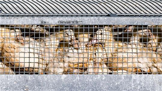 Saarland verhängt Stallpflicht wegen Vogelgrippe Geflügel muss im Stall bleiben