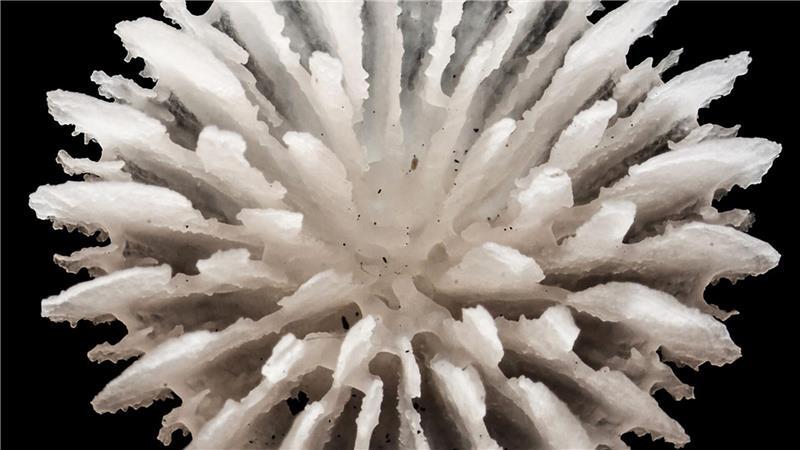 Gefunden wurden die Korallen in über 4000 Meter Tiefe zwischen Hawaii und Mexiko.