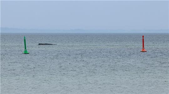 Gegen eine mögliche Tötung des Wals, um ihn von seinen Leiden zu erlösen, spricht laut Expertin einiges.