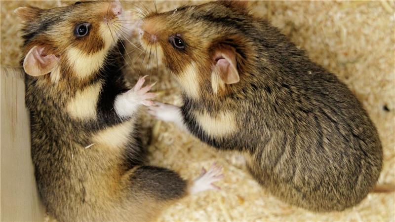 Geht das gut? Ein paarungsbereites Weibchen und ein ausgewähltes Männchen sollen für Feldhamster-Nachwuchs sorgen. 