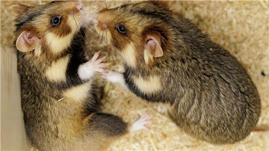 Geht das gut? Ein paarungsbereites Weibchen und ein ausgewähltes Männchen sollen für Feldhamster-Nachwuchs sorgen. 