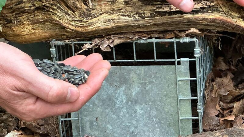 Geht ein graues Eichhörnchen in die Falle, ist das für das Tier ein Todesurteil.