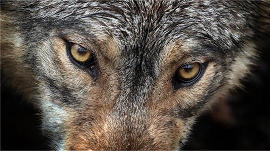 Geht es dem Wolf im Cuxland nun an den Kragen? Der Schnellabschuss soll die Jagd nach einem Nutztierriss erleichtern.