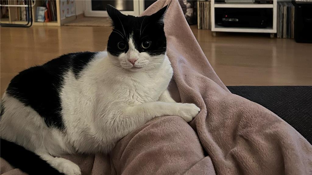 "Geht so. Heute ist der Weltkatzentag, mein großer Tag. Danach ist wieder Alltag...
