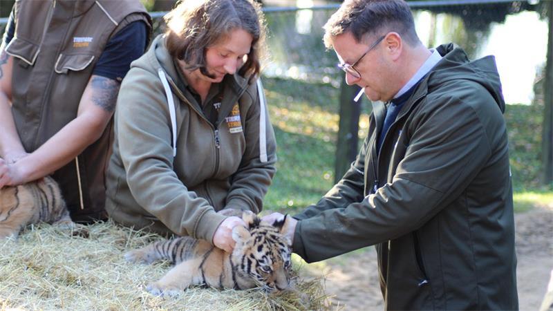 Geimpft und gechippt: die Tiger-Drillinge beim Gesundheits-Check.