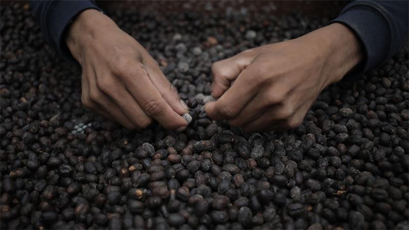 „Geisha“: Der teuerste Kaffee Panamas.