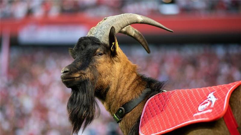 1. FC Köln nimmt Vereinstier Hennes I. in Hall of Fame auf Geißbock Hennes IX. ist bereits in neunter Generation beim FC Köln.