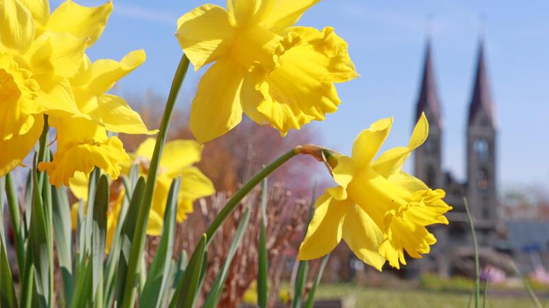 Giftig für Kinder und Tiere: Diese Frühblüher können gefährlich werden Gelbe Narzissen werden auch Osterglocken genannt.