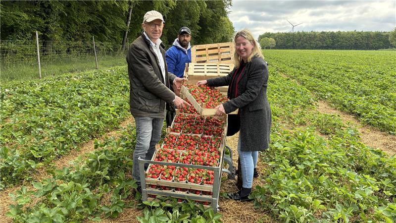 Gemeinsam laden die Landtagsabgeordnete Birgit Butter, der Erntehelfer Ionut Solomon und der Obstbauer Werner Cohrs die Steigen mit den Erdbeeren auf den Transportwagen (von rechts).