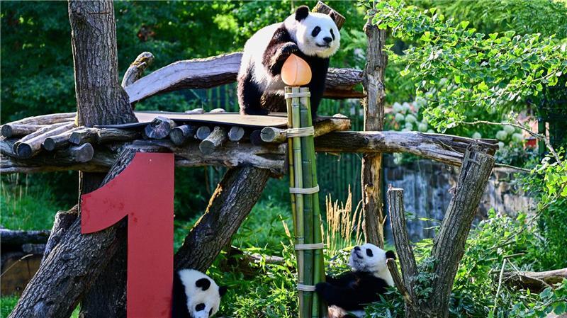 Party bei den Pandas: Leni und Lotti werden ein Jahr Gemeinsam mit Mama Meng Meng erkunden die Zwillinge das Gehege.