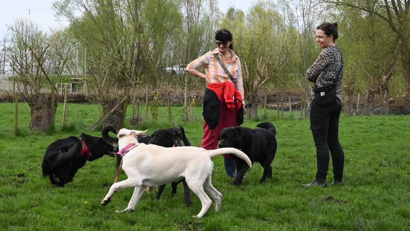Gemeinsames Toben und Beschnuppern ist wichtig für die Sozialisation der Hunde.