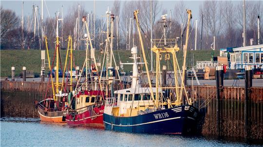 Gemessen am Umsatz meldeten die Krabbenfischer ein „Rekordjahr“.