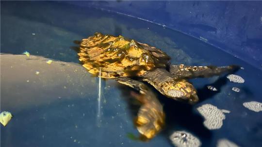 Geplant ist, dass die Schildkröte im kommenden Jahr in Frankreich ausgewildert wird.