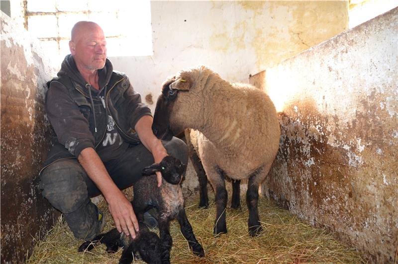 Wölfe reißen fünf Lämmer am Oste-Deich bei Großenwörden Gerade eine Stunde sind die Lämmchen von Hauke Reinhardt alt. Sobald er sie auf die Weide lässt, muss er sich Sorgen machen. Foto: Helfferich