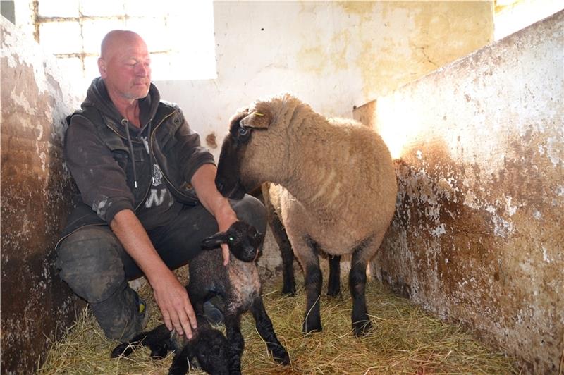 Gerade eine Stunde sind die Lämmchen von Hauke Reinhardt alt. Sobald er sie auf die Weide lässt, muss er sich Sorgen machen. Foto: Helfferich